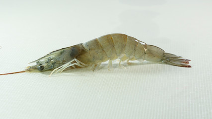 shrimp side view