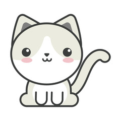 cute cat on white background, feline domestic