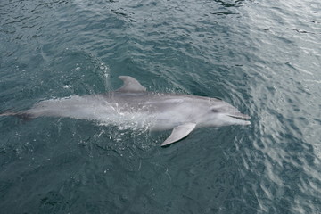 Fototapeta premium 鹿児島水族館 イルカショー