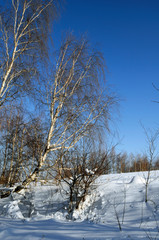 clearing in the winter mountains on a sunny day for outdoor activities and walks