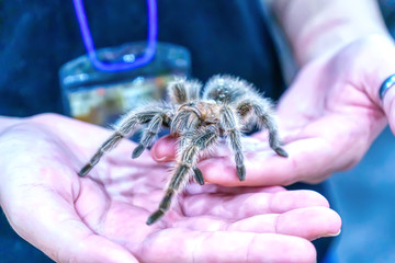 Giant spider is on hand. It is a popular pet in Thailand.