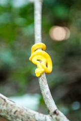 Obraz premium Eyelash Pit Viper, Cahuita National Park, Limón Province, Costa Rica 