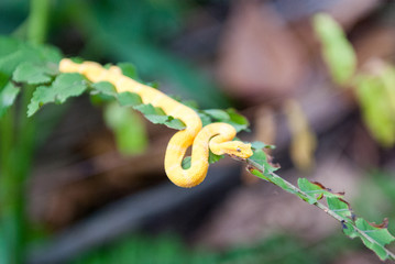 Eyelash Pit Viper, Cahuita National Park, Limón Province, Costa Rica 