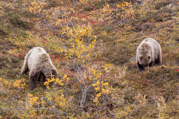 Pair of Grizzly Bears in Denali National Park Alaska in Autumn