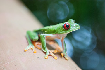 Red-Eyed Leaf (Tree) Frog, Limón, Punta Cocles, Costa Rica