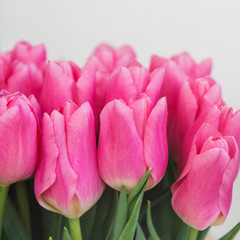 Fototapeta premium Pink tulips in pastel coral tints on white background, closeup.