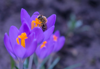 A bee collects pollen on a purple crocus flower. Blurred background