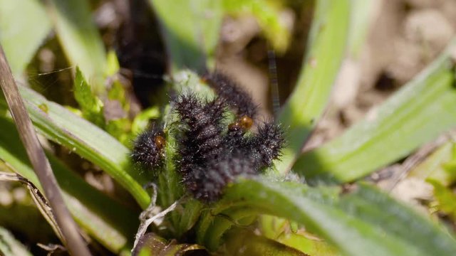 Glanville Fritillary (Melitaea cinxia ) Caterpillars in their Web. 1 cm long.