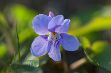 タチツボスミレ