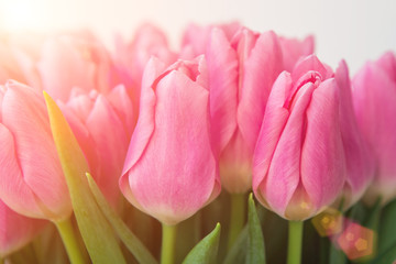 Pink tulips in pastel coral tints on white background, closeup.