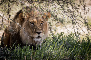 male lion stalking prey