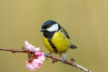 Great tit (Scientific name: Parus Major) in Springtime, perched on pink cherry blossom, facing left.   Horizontal.  Space for copy.