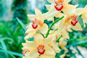 Phalaenopsis Orchid yellow white flower in garden at winter or spring day beauty and agriculture...
