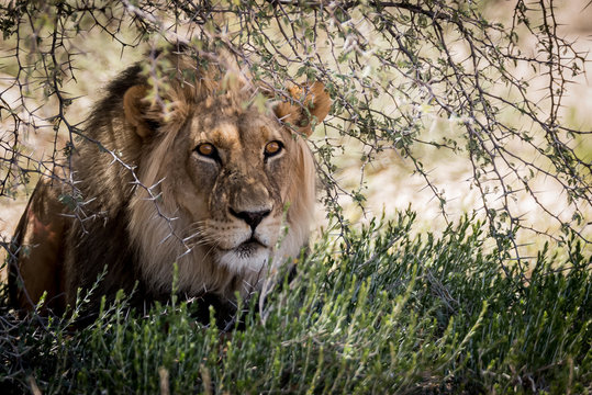 Male Lion Stalking Prey