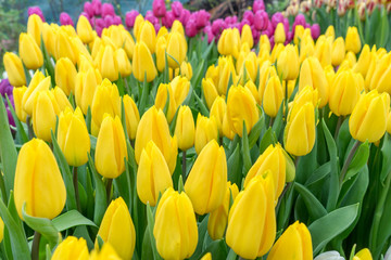 Elegant unopened sunny yellow tulips in bright fresh green leaves close up. Spring holiday nature background for web banner and card design. selective focus