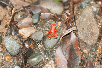 Strawberry Poison Dark Frog, Escaleras, Puntarenas Province, Costa Rica