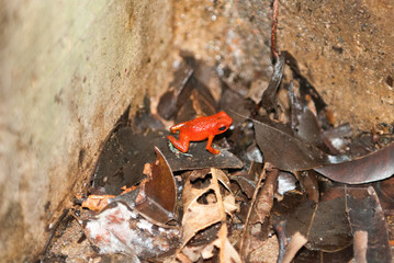 Strawberry Poison Dark Frog, Escaleras, Puntarenas Province, Costa Rica