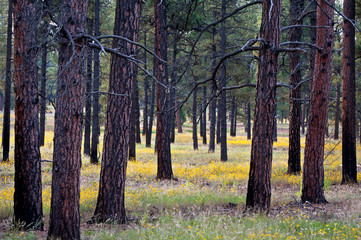   A rare bloom of autumn wildflowers carpets the floor of Coconino National Forest in the San Fransisco Mountains outside Flagstaff, Arizona.