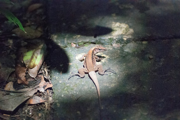 Central American Ameiva Lizard (Ameiva festiva), La Selva Biological Station, Puerto Viejo de Sarapiqui, Costa Rica