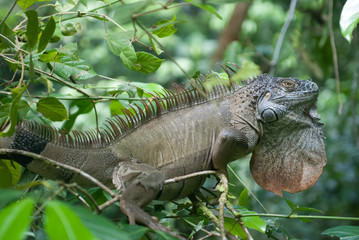 Green Iguana, La Selva Biological Station, Puerto Viejo de Sarapiqui, Costa Rica