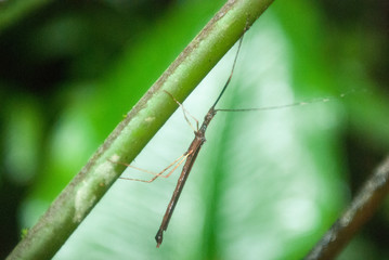Walking Stick Insect, La Selva Biological Station, Puerto Viejo de Sarapiqui, Costa Rica