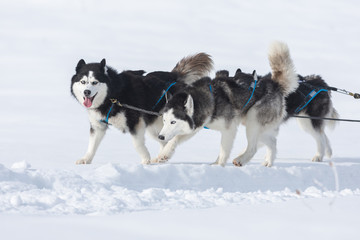 Siberian huskies and malamuts participating in the dog sled racing contest, Tusnad, Romania
