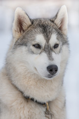 Beautiful portrait of a siberian husky malamut participating in the dog sled racing contest, Tusnad, Romania