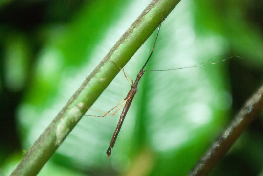 Walking Stick Insect, La Selva Biological Station, Puerto Viejo de Sarapiqui, Costa Rica
