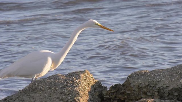 Great egret studies the edge of the water waiting for prey