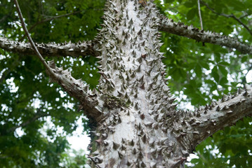 Sandbox Tree, Escaleras, Puntarenas Province, Costa Rica