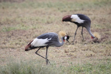 Pair of Crowned Crane