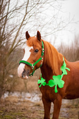 a red horse with a green bridle and clover leaves around its neck. A symbol of St. Patrick's day