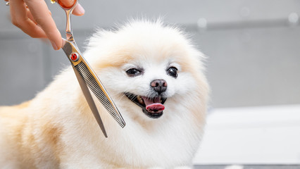 Master girl groomer shears small dog Pomeranian spitz with scissors in hairdresser for animals