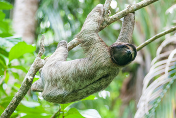 Brown-Throated Three-Toed Sloth, Cahuita National Park, Limón Province, Costa Rica 