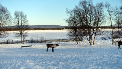 Naklejka premium Reindeers rest in the north of Sweden