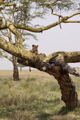 Fototapeta na wymiar Lioness In A Tree