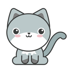 cute cat on white background, feline domestic