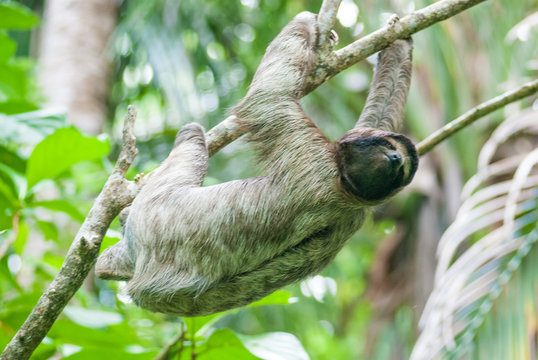 Brown-Throated Three-Toed Sloth, Cahuita National Park, Limón Province, Costa Rica 