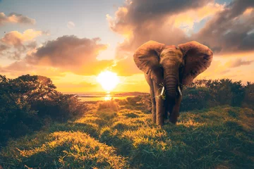 Foto op Aluminium een olifant bij de zee bij zonsopgang. een Photoshop-creatie Op het strand van Mauritius zit een Keniaans element in het gras en de zonnebloem © Jan