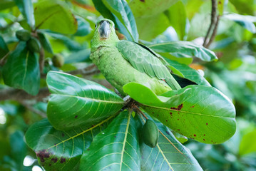 Mealy Parrot, Cahuita National Park, Limón Province, Costa Rica