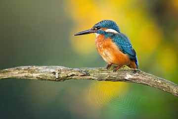 Young common kingfisher, alcedo atthis, sitting on a branch with spider web in summer. Colorful wild animal with orange and blue feathers perched in nature with green and yellow blurred background.