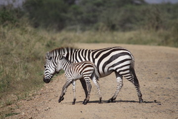 Fototapeta na wymiar Mother and Baby Zebra