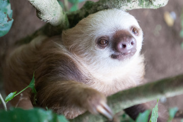 Naklejka premium Hoffman's Two-Toed Sloth, Jaguar Rescue Center, Limón, Punta Cocles, Costa Rica