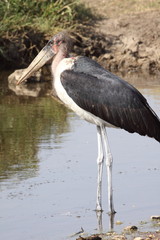 Marabou Stork