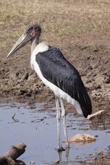 Wading Marabou Stork