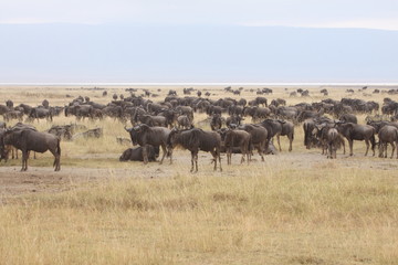 Obraz na płótnie Canvas herd of wildebeest in africa
