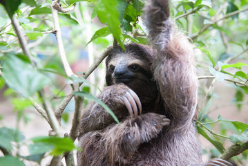 Brown-Throated Three-Toed Sloth, Jaguar Rescue Center, Limón, Punta Cocles, Costa Rica