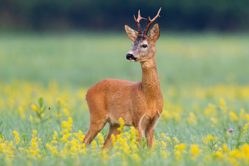 Elegant roe deer, capreolus capreolus, buck looking behind over shoulder on flourishing summer meadow with yellow flowers. Lovely wild animal listening attentively in nature with copy space.