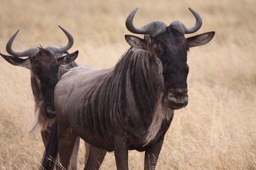 pair of wildebeest