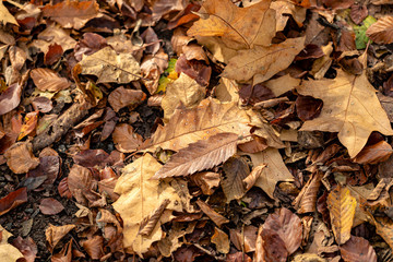 Herbstlaub